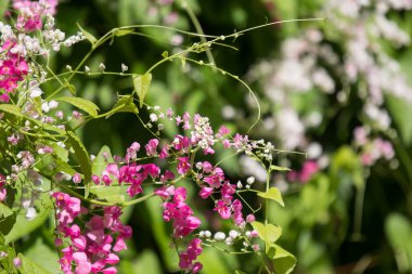 Küçük pembe karışımı beyaz çiçek, Meksika sarmaşık çiçek yakın çekim