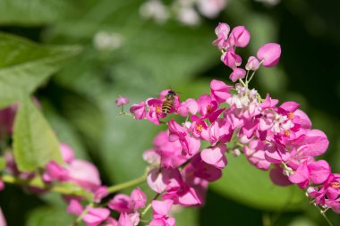 Küçük pembe karışımı beyaz çiçek, Meksika sarmaşık çiçek yakın çekim