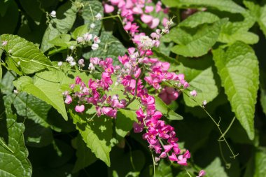 Küçük pembe karışımı beyaz çiçek, Meksika sarmaşık çiçek yakın çekim