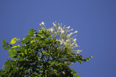Ağaçların yeşil yaprağı ve mavi gökyüzünde beyaz çiçek ya da Fraxinus griffithii ağacı