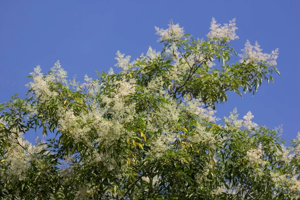 Green Leaf Tree White Flower Blue Sky Fraxinus Griffithii Tree — Stock Photo, Image