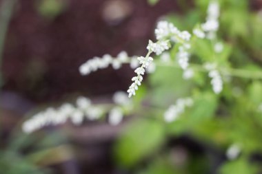 Beyaz Çamur Solucanı 'nın Beyaz Çiçeği' ne yaklaş.