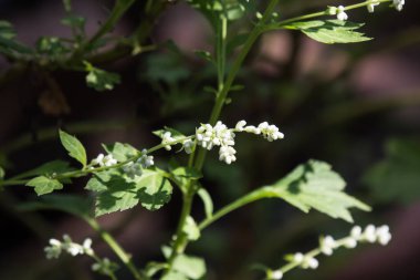 Beyaz Çamur Solucanı 'nın Beyaz Çiçeği' ne yaklaş.