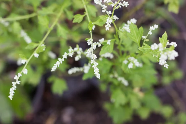 Zbliżenie White Flower White Mugwort Weterynaryjne — Zdjęcie stockowe