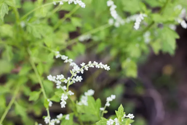 Zbliżenie White Flower White Mugwort Weterynaryjne — Zdjęcie stockowe