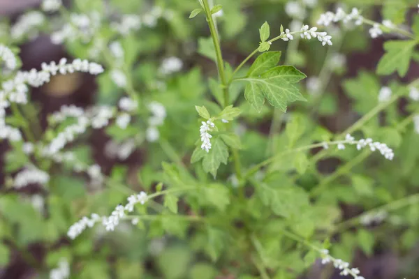 Zbliżenie White Flower White Mugwort Weterynaryjne — Zdjęcie stockowe