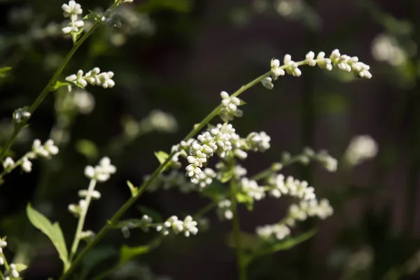 Gros Plan Fleur Blanche Armoise Blanche Vetgetable — Photo