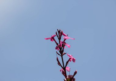 Karikatür bitkisinin koyu pembe çiçeğini kapat.