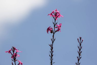 Karikatür bitkisinin koyu pembe çiçeğini kapat.