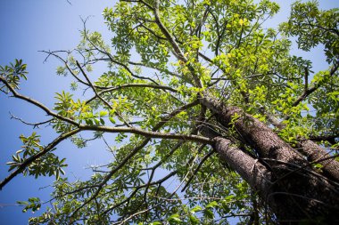 Sarı Allamanda çiçek ağacına yaklaş