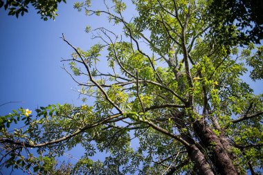 Sarı Allamanda çiçek ağacına yaklaş