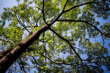 Sarı Allamanda çiçek ağacına yaklaş