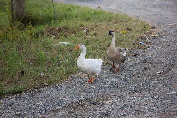 Close Duck Waik Nabij Highway Road — Stockfoto