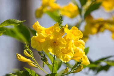 Sarı çiçeğe, sarı yaşlıya, sarı çanlara ya da trompet çiçeğine yakın dur. Bilimsel adı Tecoma Stans.
