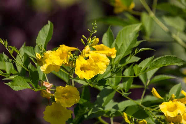 Close Yellow Flower Yellow Elder Yellow Bells Trumpetflower Scientific Name — Stock Photo, Image