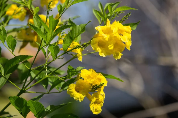 Жёлтый Цветок Желтая Бузина Желтые Колокольчики Трубчатый Цветок Научное Название — стоковое фото