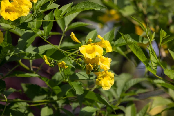 Zbliżenie Żółty Kwiat Żółty Starszy Żółte Dzwony Lub Trąbka Nazwa — Zdjęcie stockowe