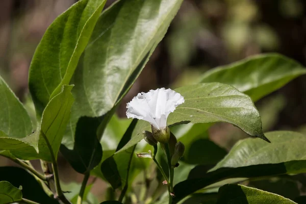 Белый Цветок Beaumontia Grandiflora Пасхальная Лилия — стоковое фото
