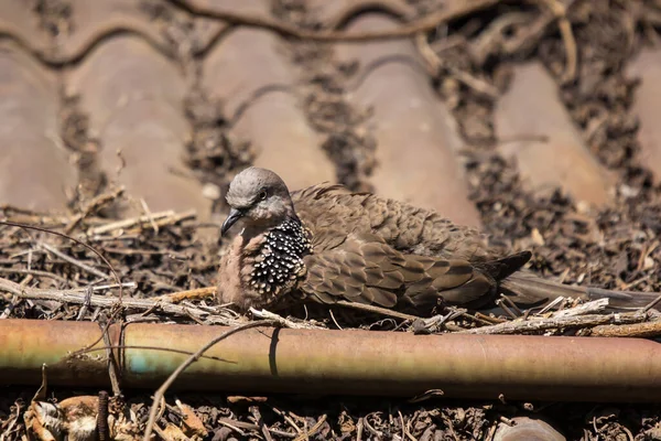 Brown Pigeon Сидять Даху Brown House — стокове фото