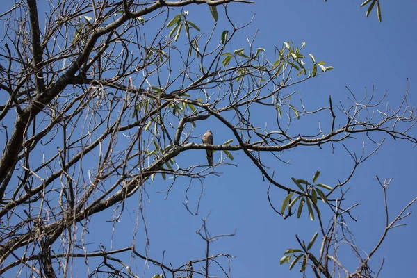 ブラウンピジョン木の枝に座って青い空の背景 — ストック写真