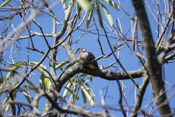 의나무 가지에 비둘기 — 스톡 사진