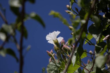 Beyaz çiçek Beaumontia grandiflora veya Paskalya zambağı