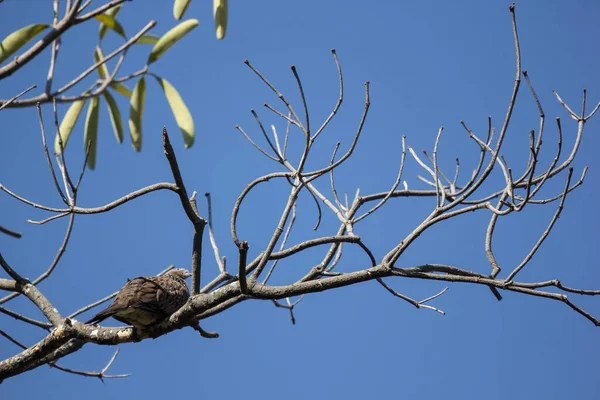 Pigeon Brun Assis Sur Branche Arbre Avec Fond Bleu Ciel — Photo