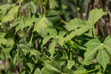 Ağaç ıspanağı ya da Chaya bitkisinin bahçeye yakın çekimi.
