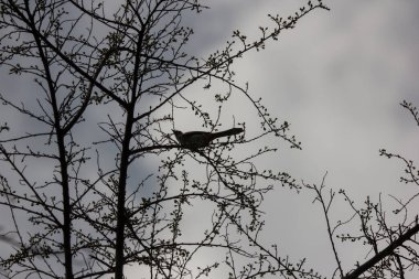 Kahverengi güvercin, mavi arka planda ağaç dalında oturuyor..