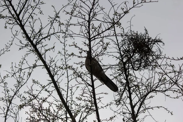 Paloma Marrón Sentada Rama Árbol Con Fondo Cielo Azul — Foto de Stock