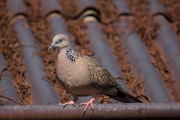 Brown Pigeon Сидять Даху Brown House — стокове фото