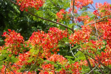Kırmızı Parlak Çiçek, Ateş Ağacı, Kraliyet Poinciana