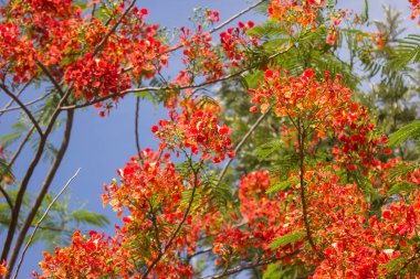 Kırmızı Parlak Çiçek, Ateş Ağacı, Kraliyet Poinciana