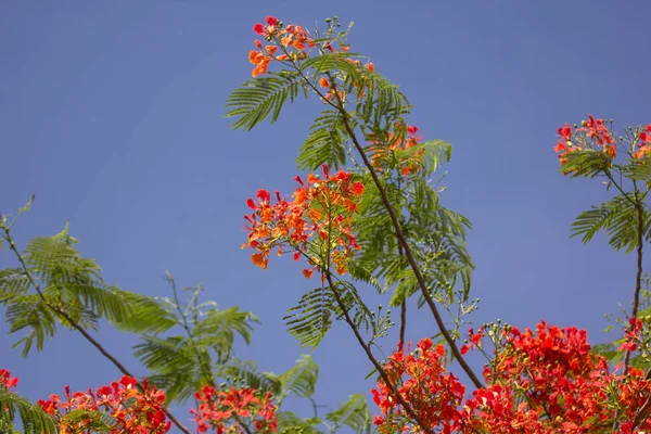 Kırmızı Parlak Çiçek, Ateş Ağacı, Kraliyet Poinciana