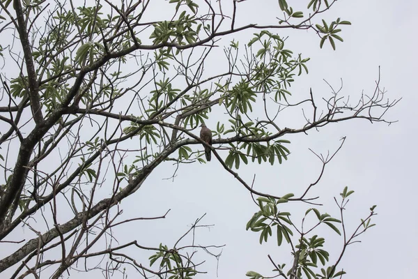 의나무 가지에 비둘기 — 스톡 사진
