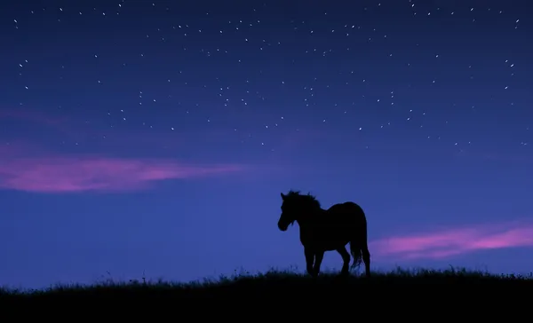 Силуэт лошади на вершине холма против сумеречного неба со звездами — стоковое фото