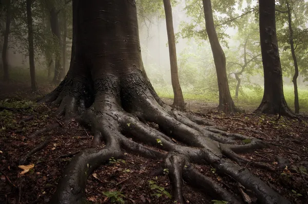 Wurzeln eines Baumes in einem nebligen Wald — Stockfoto