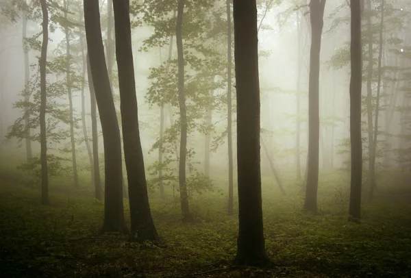 Mooie mistige bos — Stockfoto