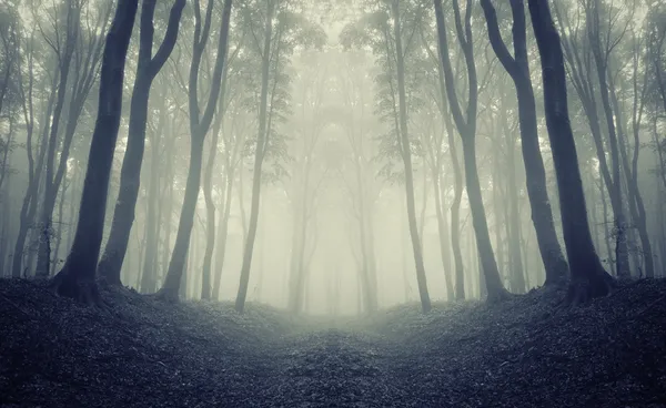 Forest frame with symmetrical trees — Stock Photo, Image