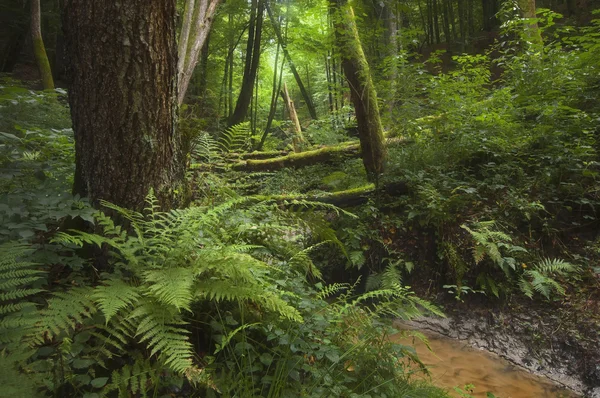 Forêt verte avec rivière et végétation dense — Photo