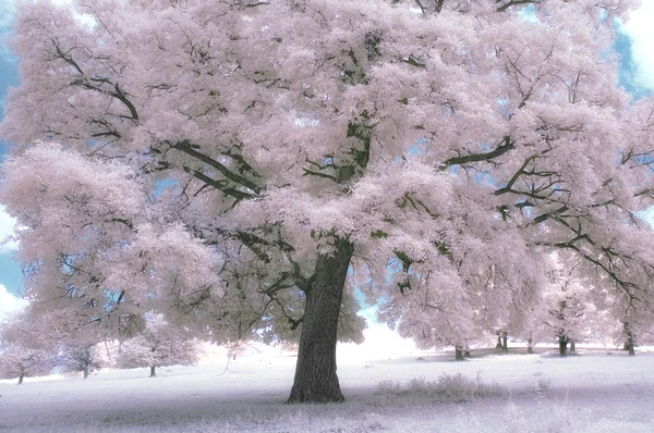 Infrared landscape with oak on a summer day — Stock Photo, Image