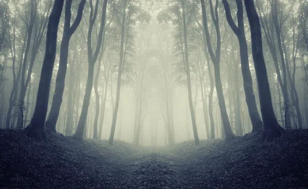 Scary woods Stock Photos, Royalty Free Scary woods Images | Depositphotos Scary woods Stock Photos, Royalty Free Scary woods Images | Depositphotos