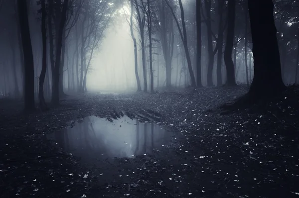 Lake in a dark forest with fog — Stock Photo, Image