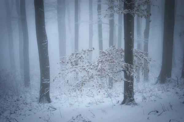 Forêt gelée avec brouillard et neige — Photo