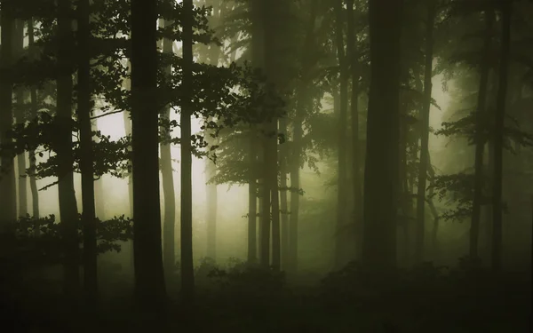 Foresta buia con nebbia — Foto Stock