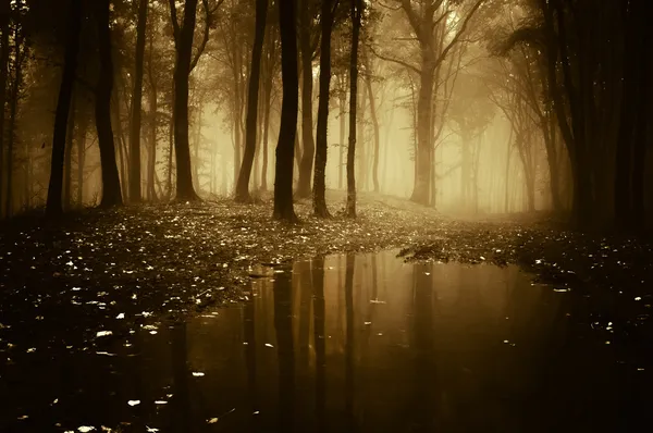 Lago em uma floresta com nevoeiro no outono — Fotografia de Stock