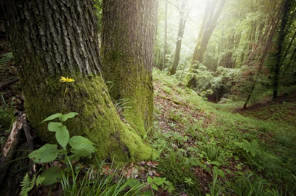 Grön mossa på rötter av träd i skogen — Stockfoto