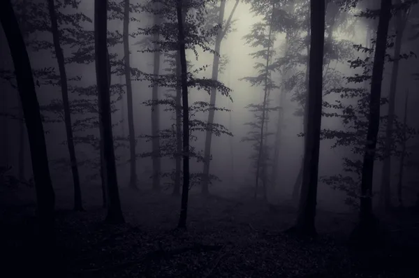 Dark forest — Stock Photo, Image