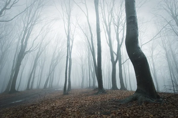 Vreemde mist in een bos in de winter — Stockfoto