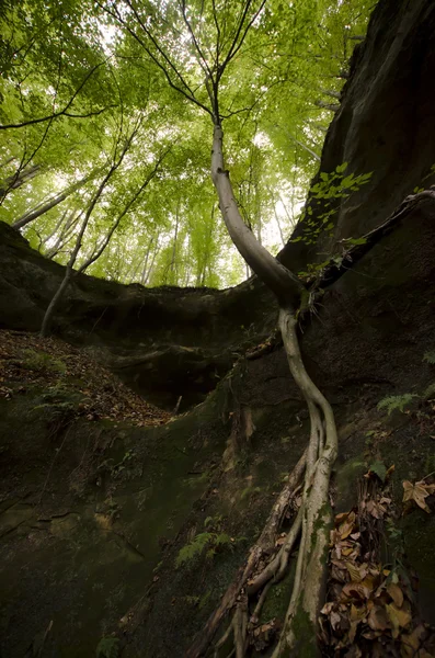 Árvore com raízes penduradas em um penhasco — Fotografia de Stock